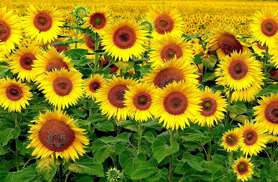 CEMEHA SEEDS Flowers Sunflower Indoor Yellow Titan Balcony