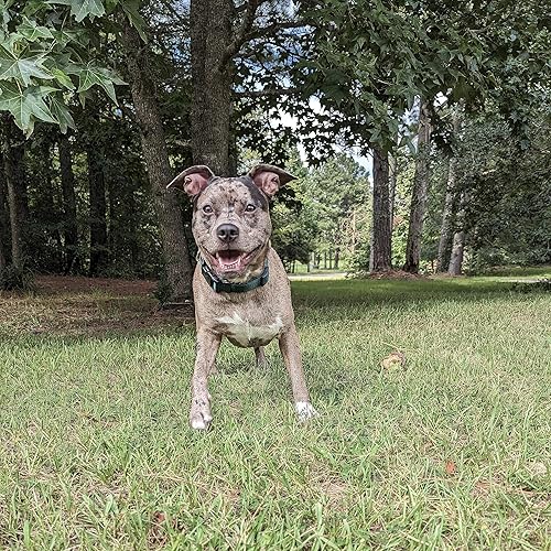 Miniatura 3 de Country Brook Design  Collar de nailon de lujo para perro con vibrante selección de 25 colores, Verde