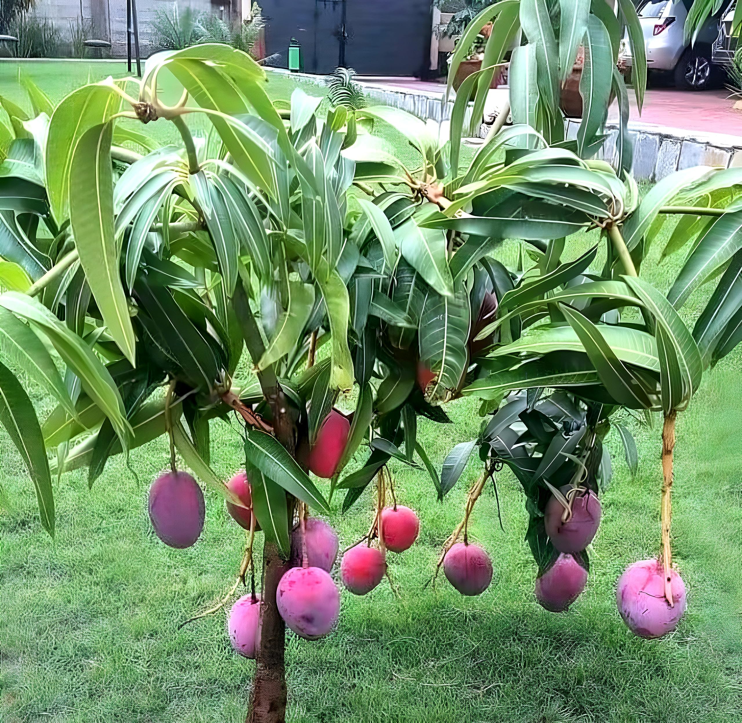 RISHIKA PLANT HOUSE "ORIGINAL EGG OF SUN JAPANESE MIYAZAKI MANGO"Grafted hybrid Healthy Live plant,Pack of 1(Plant- 1.5 Feet Height) Healthy Fruit Plant For Home Garden Plants Tree