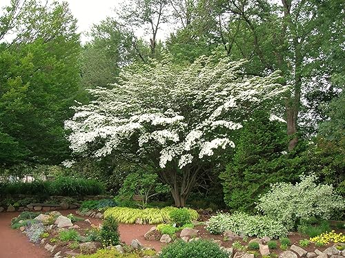 Miniatura 2 de Kousa Japanese Dogwood - White Flowering Tree - Live Plant Shipped 3 to 4 Feet Tall (No California)