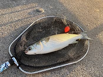 海からの贈り物】軽石(まだら模様 パンダ石) NARUTO STRAIT| 建造実績