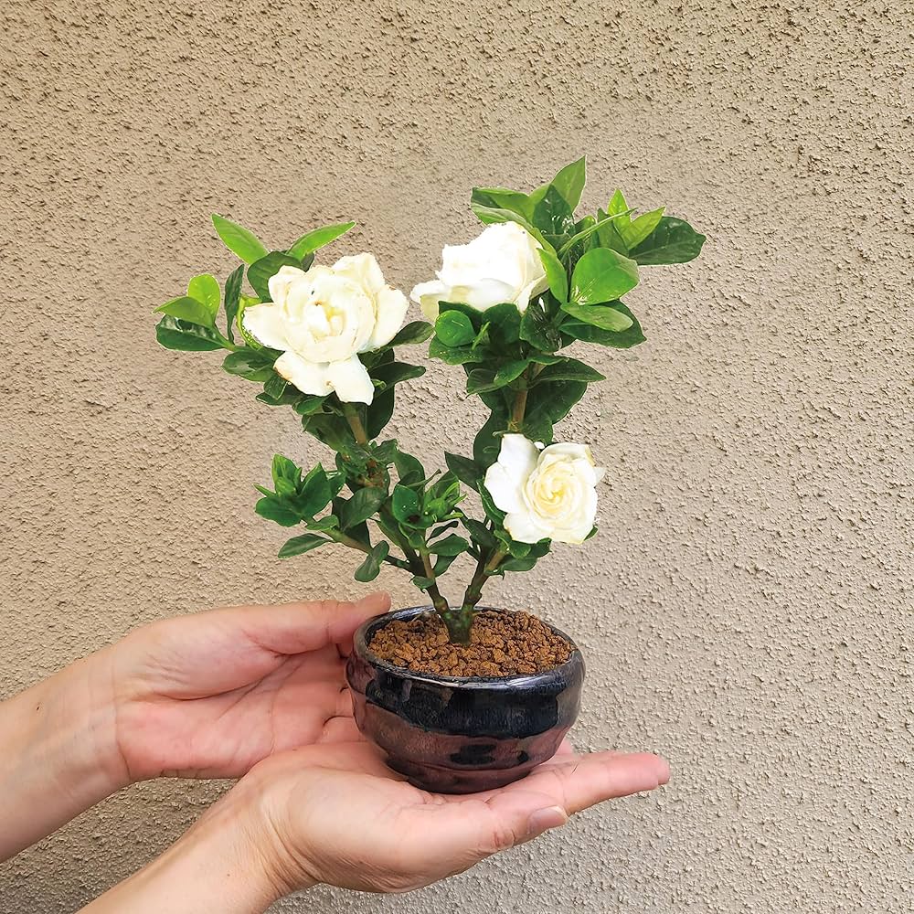 あ*様 クチナシ小品盆栽 あ*様 クチナシ小品盆栽