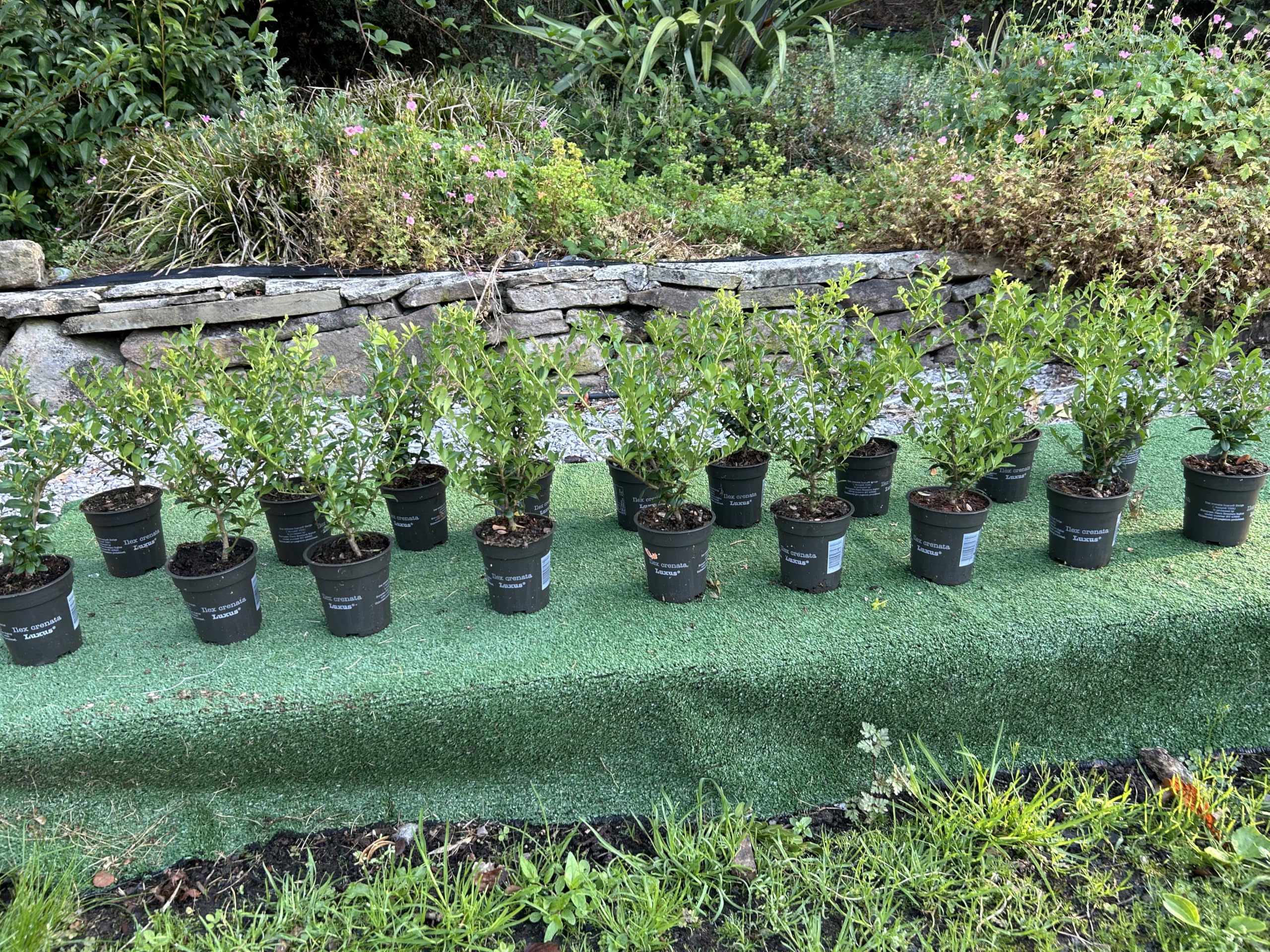 12 x Ilex Crenata Japanese Holly Evergreen Buxus Replacement Plants