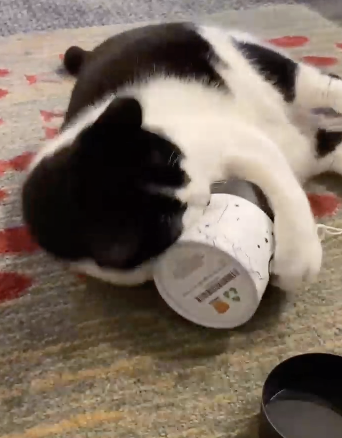 Amazon.com: Catbuzz Premium and Organically Grown Catnip, Fresh