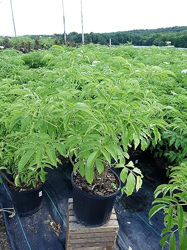 Miniatura 2 de Sambucus canadensis 'York' (Baya de saúco) Arbusto, #3 - Tamaño Contenedor