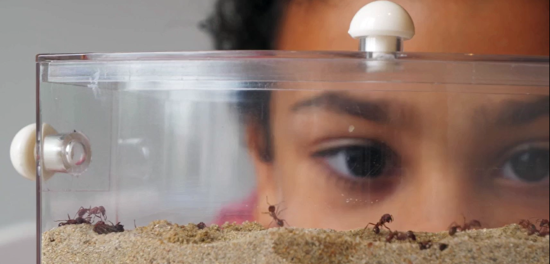 Amazon.com: Tigerific Ant Farm for Live Ants - Real Sand Ant