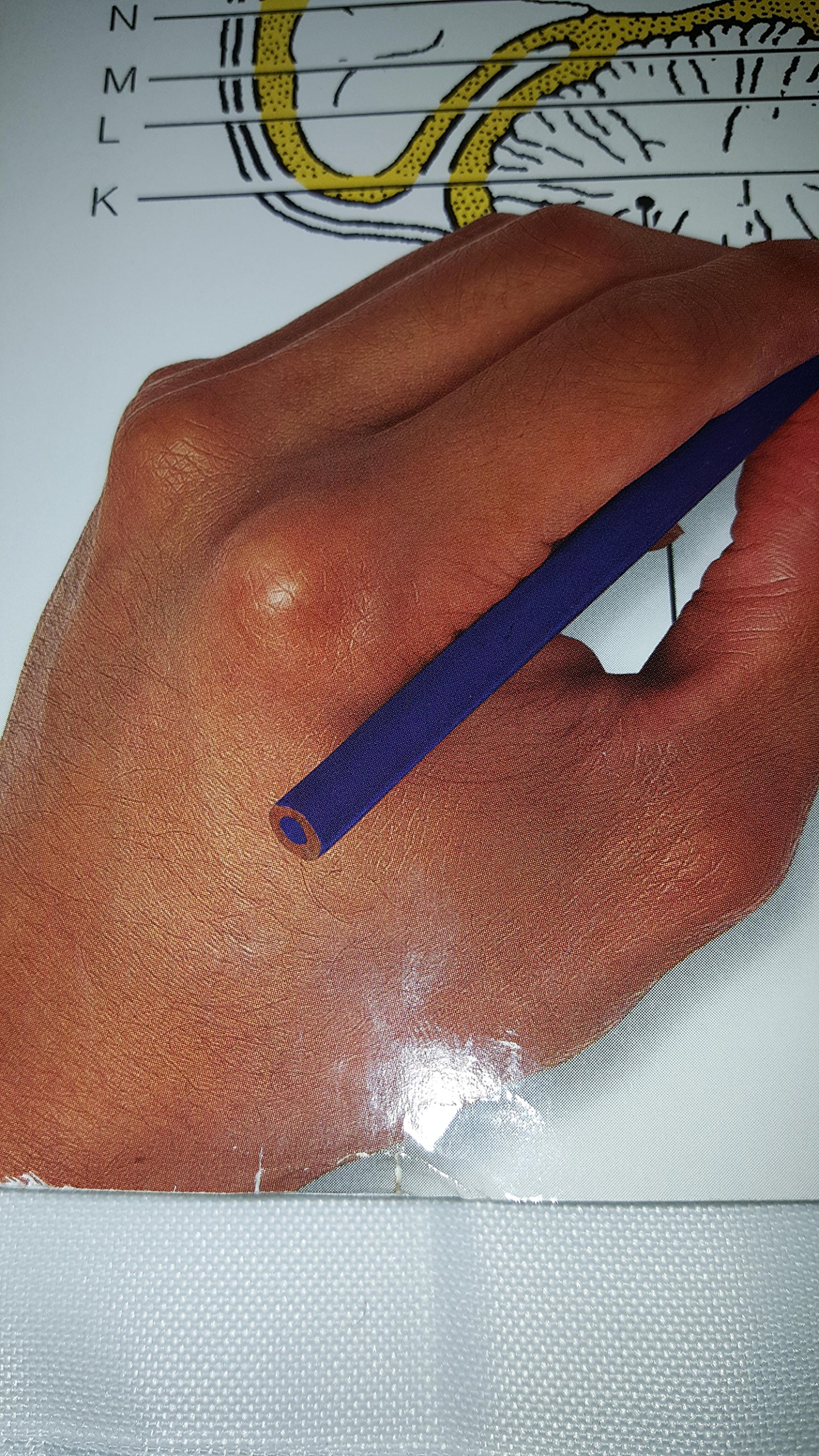 Anatomy & Physiology Coloring Workbook: A Complete Study Guide (11th Edition) - Image 4