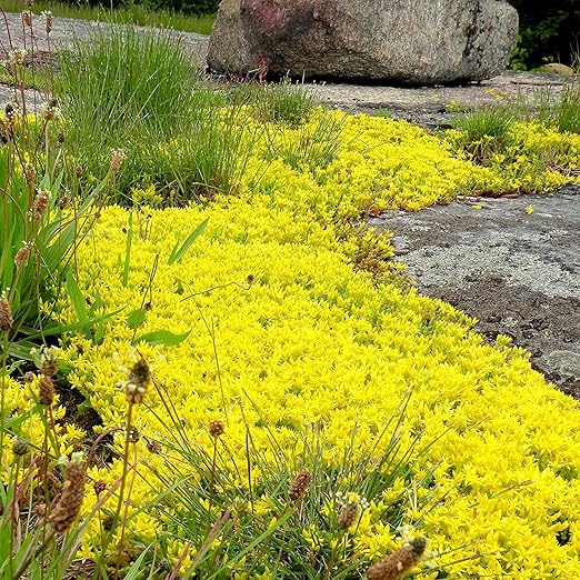 4000+ Yellow Creeping Thyme Thymus Serpyllum Seeds for
