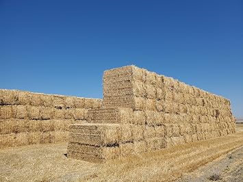 Green Stripe Premium 100% Natural Wheat Straw Grass Harvested 2025, Farmer Direct - Excellent Animal Bedding, Garden Cover, Mulch and Farm Wheat Straw 5lbs