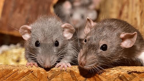 Miniatura 15 de Mouse Sounds
