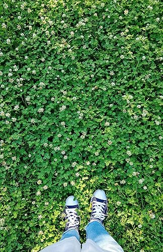 Miniatura 3 de Micro Clover Seeds  1000 pies cuadrados  4oz  Belleza sostenible del micro trébol  Di adiós a los céspedes de alto mantenimiento y hola a un paisaje