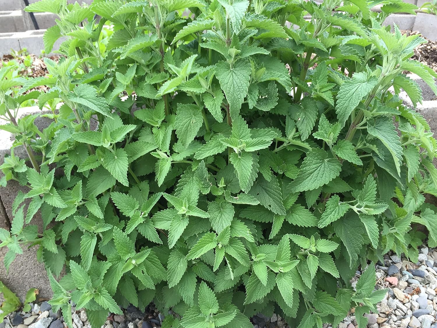 Amazon.com : 600 Lemon Balm Seeds for Planting Heirloom Non GMO 1/2 ...