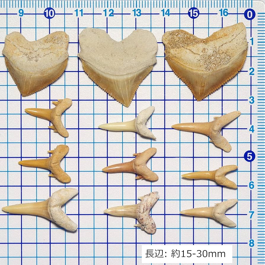動物の歯の化石２個セット Amazon | 【N2 stone Natural】天然化石 絶滅した古代種の鮫歯