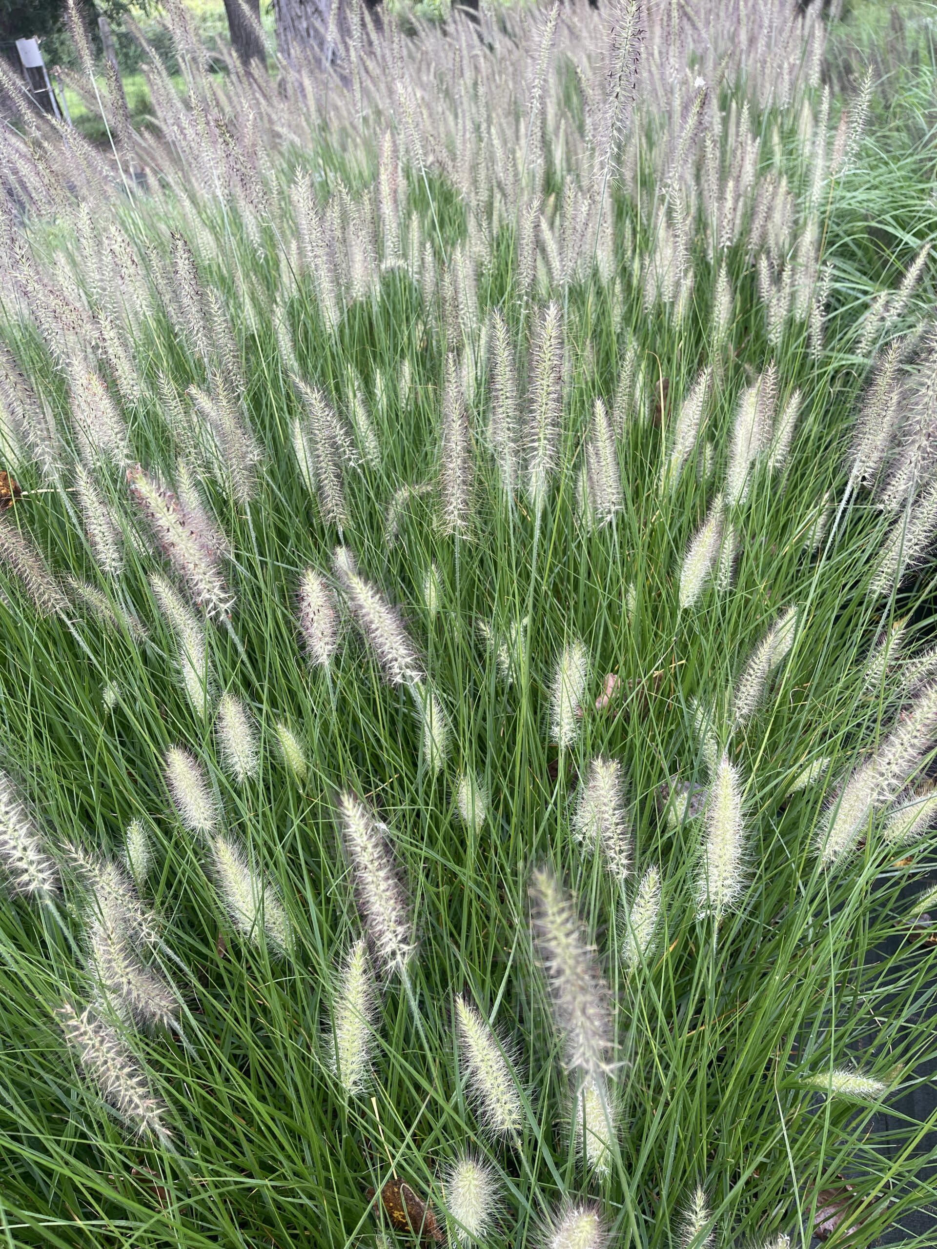 6x Pennisetum alopecuroides, Pennisetum alopecuroides, Pennisetum alopecuroides - Pennisetum alopecuroides 'Reborn' | 9x9 cm pot