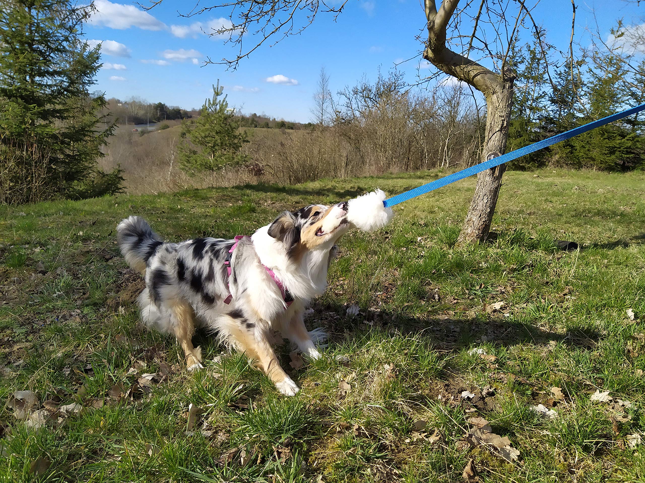 Dingo, giocattolo per cani, in pelle di pecora, con guinzaglio lungo viola, 127 cm, ricompensa motivazione agilità, per allenamento e divertimento, 15582