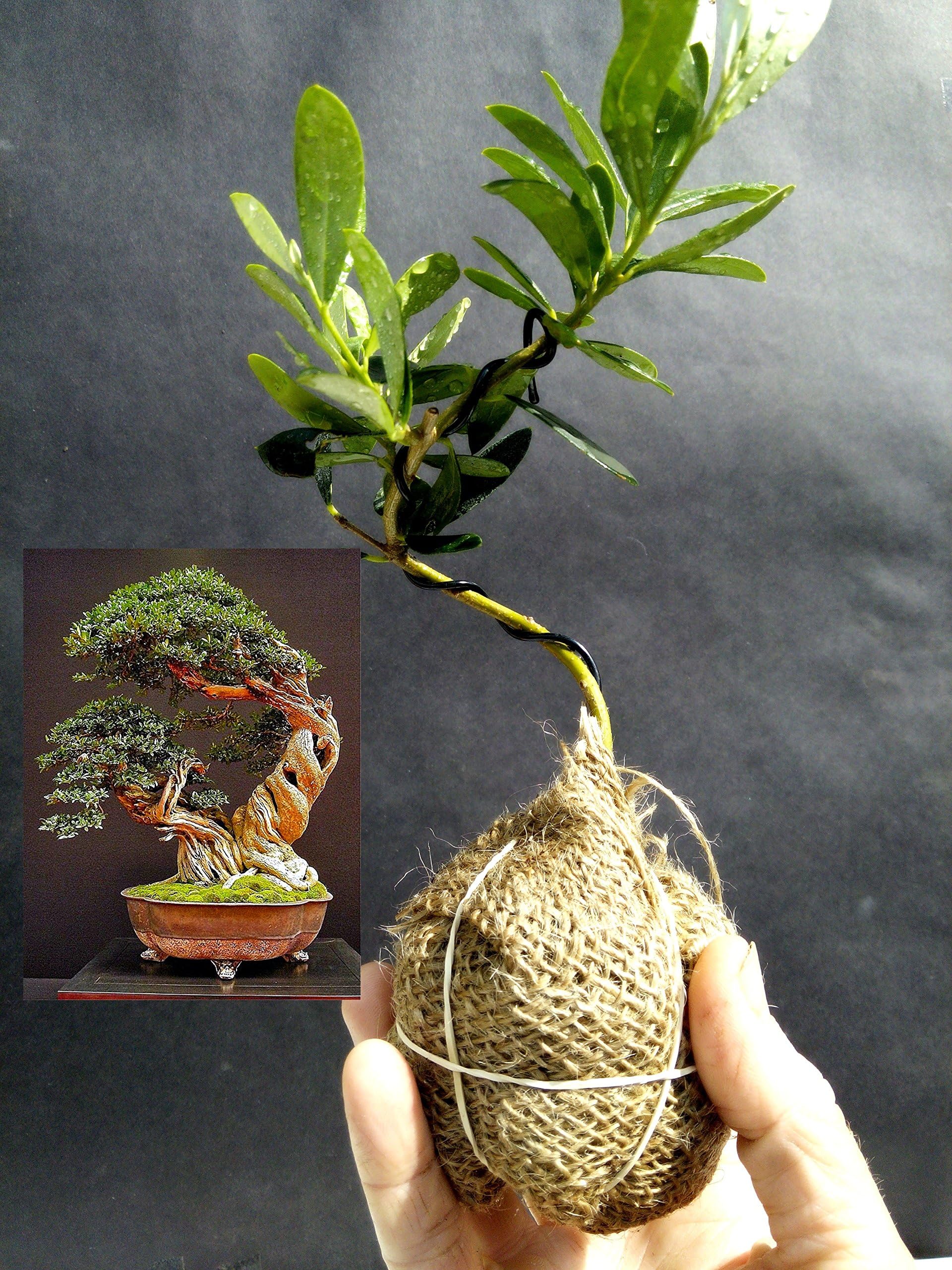 Mini Bonsai - Olive Tree