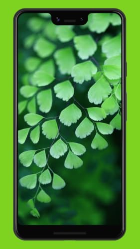 Green Color Wallpapers & Backgrounds – vue 2