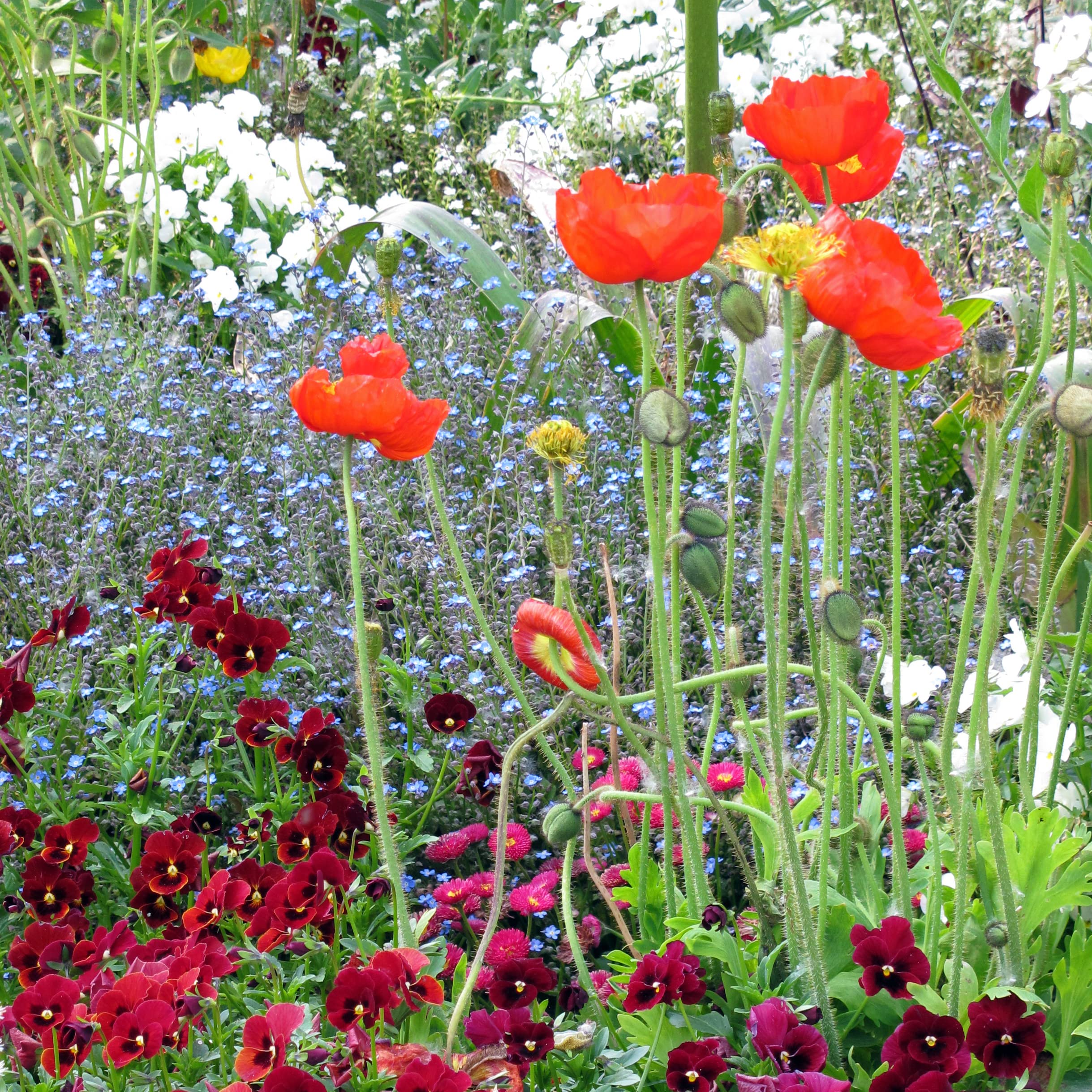 Amapola de Islandia (Papaver nudicaule) aprox. 1200 semillas del arbusto bienal a perenne para el jardín