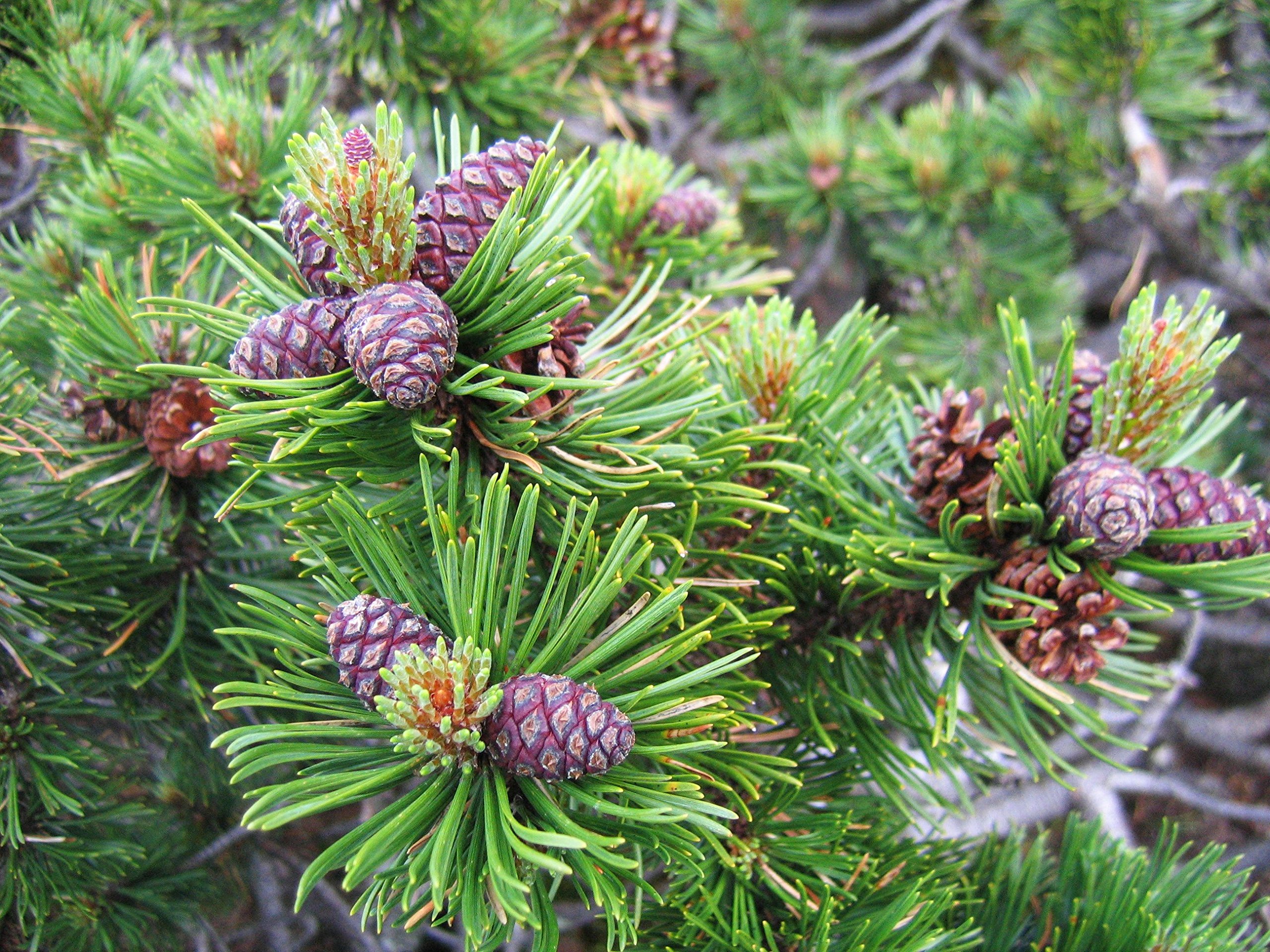Amazon.co.jp: 【松の種】ムグスマツ＜ムグス松＞ 種子50粒 Mugo pine