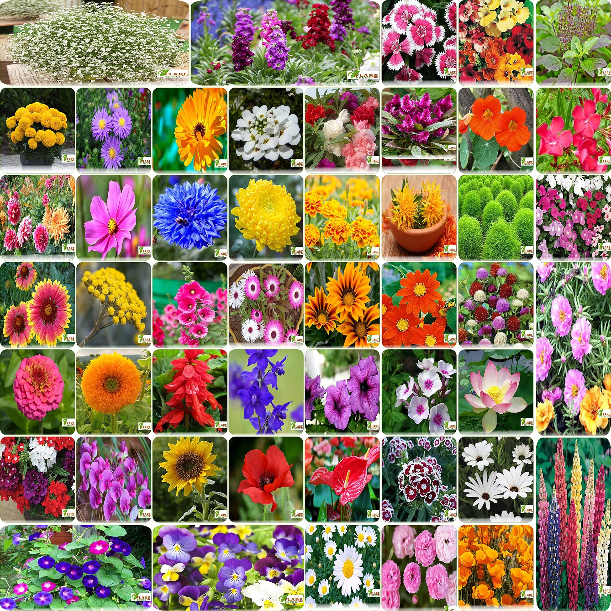 FLARE SEEDS Indias Most popular Flower Seeds Outdoor Combo of 50 Packet of Seeds Garden Flower Seeds Pack By FLARE SEEDS (B09C4L3GNV) Amazon Price History, Amazon Price Tracker