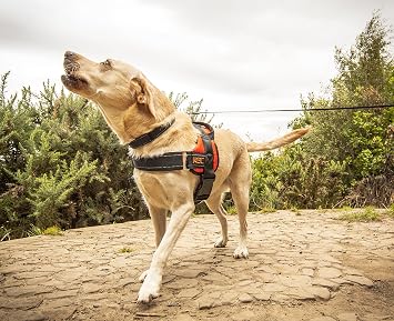 RAC Advanced Pet Dog Luxury, No Pull, Padded, Adjustable, Reflective Stitching, Dog Walking Vest Harness, X-Large