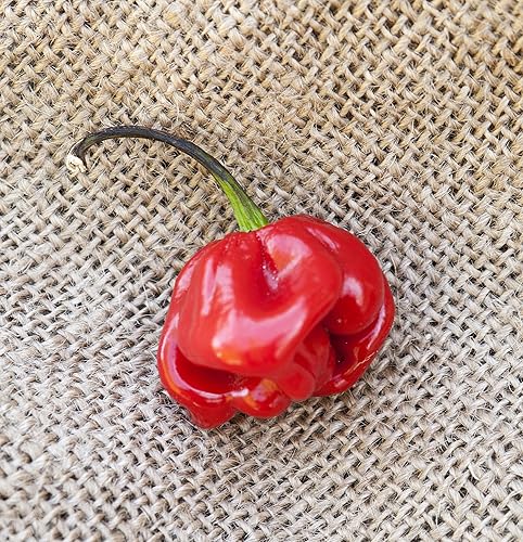 Red Savina Habanero Heirloom Pepper Premium Seed Packet + más