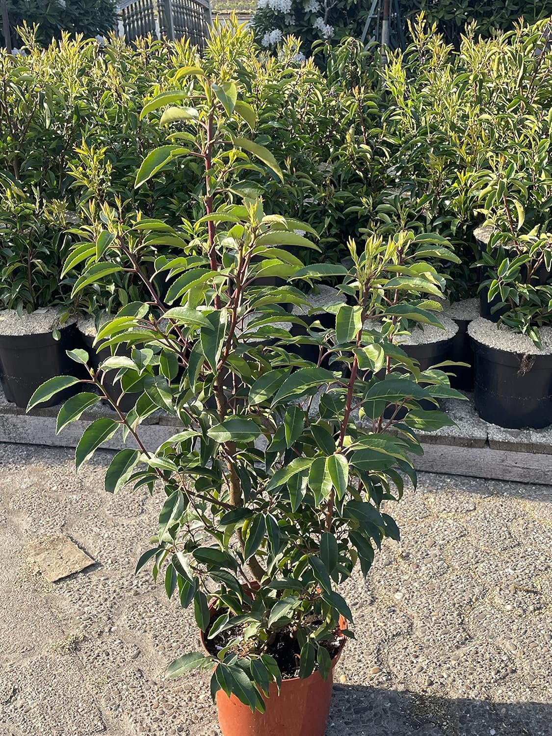 Portugiesischer Kirschlorbeer 60-80cm - 15 Pflanzen Für Sichtschutzhecke