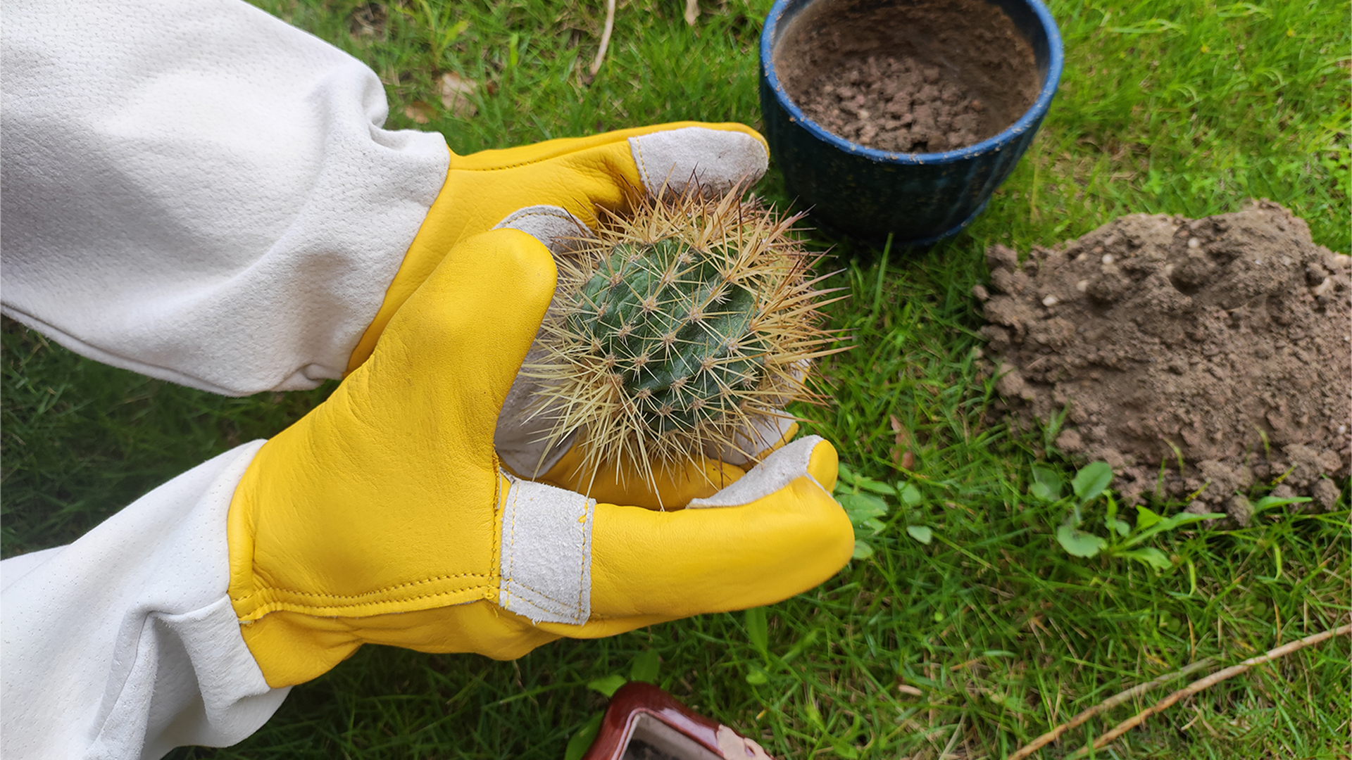 Amazon.com : GLOSAV Cactus Gloves, Thorn Proof Gardening Gloves for Rose Pruning & Cacti Handling (Medium (Pack of 1), Yellow-reinforce) : Patio, Lawn & Garden