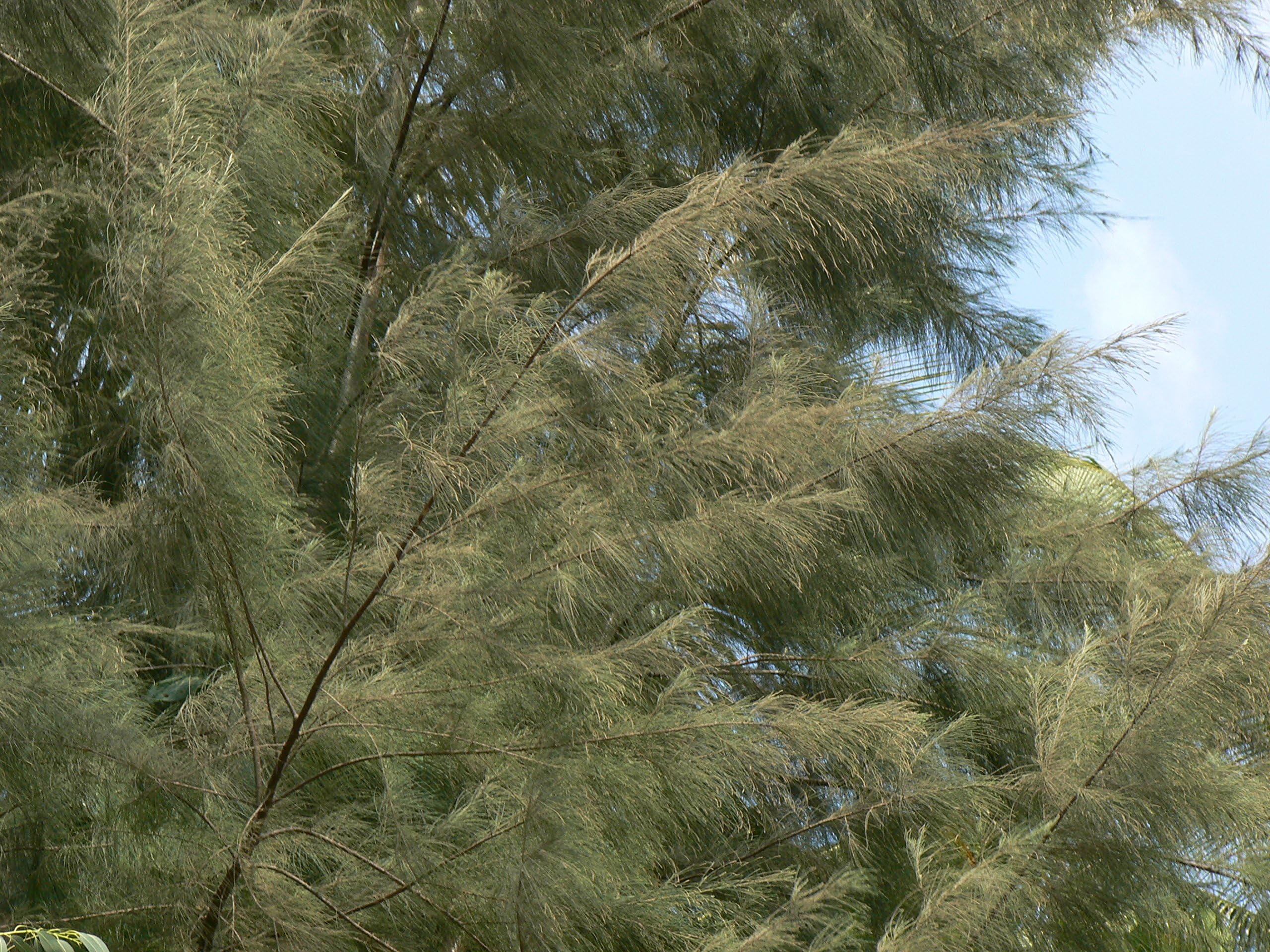 Royal Paradise Garden Rare Casuarina equisetifolia (Australian Pine Tree) Choola Evergreen Tree Live Plant (1 healthy Live Plant)