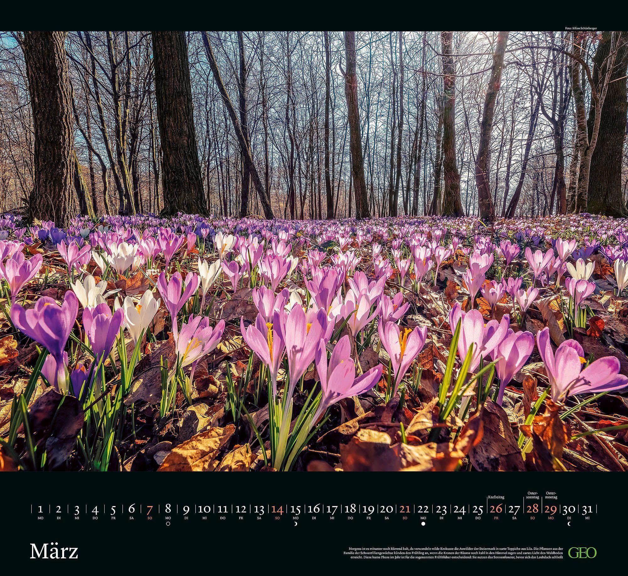 GEO Kalender: Sehnsucht Wald 2027: Wandkalender 60x55 cm mit 12 stimmungsvollen Waldfotografien, deutschem Kalendarium und Spiralbindung