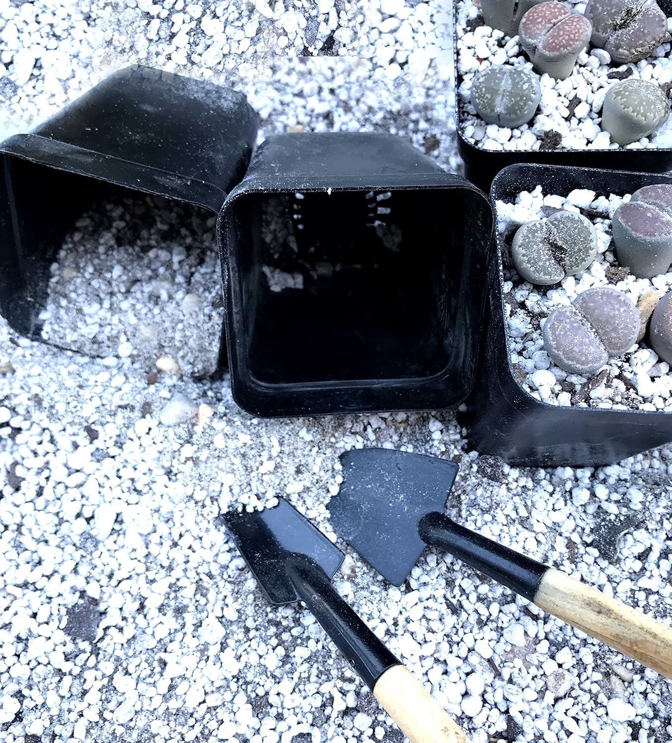 Best Soil For Lithops For Every Need Ultimate Reviews On