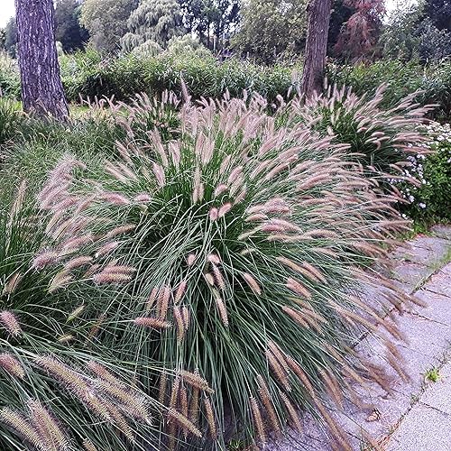 Outsidepride - 200 semillas de la hierba ornamental perenne Pennisetum viridescens (mijo perla Fountain Grass) para sembrar