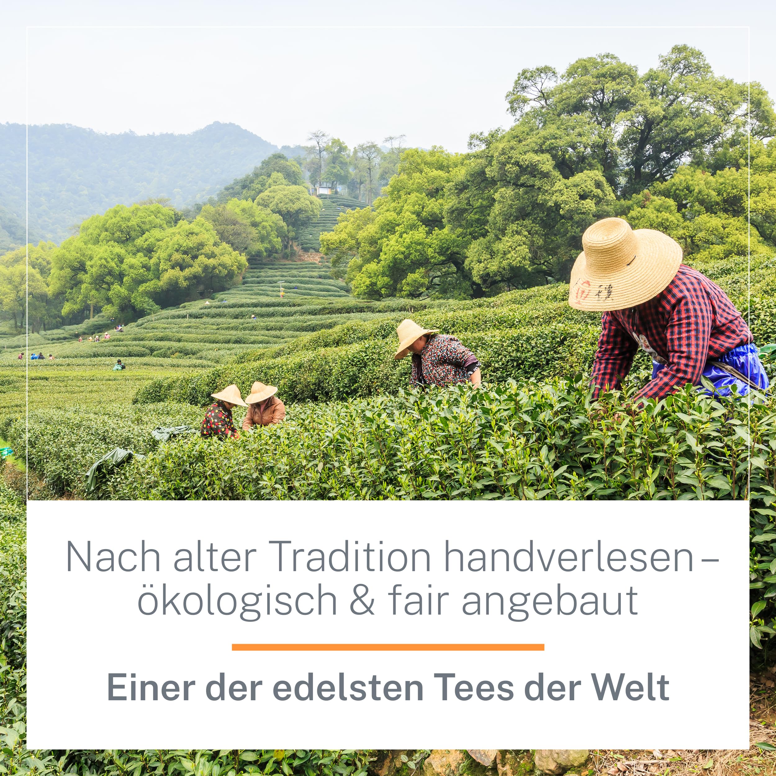 Oolong Tie Guan Yin Bio Tee 100g - Hochwertiger Oolong-Tea in Bio-Qualität aus China - Wu Long (Ceremonial Grade) - Für Teegenießer und Kenner - MyCupOfTea