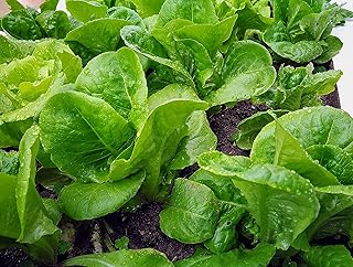 Hundredfold Parris Island Cos Romaine Lettuce 500 Vegetable Seeds - Non-GMO Heirloom Lettuce Salad Greens, Packed and Shipped in Canada