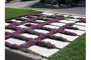 Organic Creeping Thyme Seeds: The Perfect Groundcover Solution