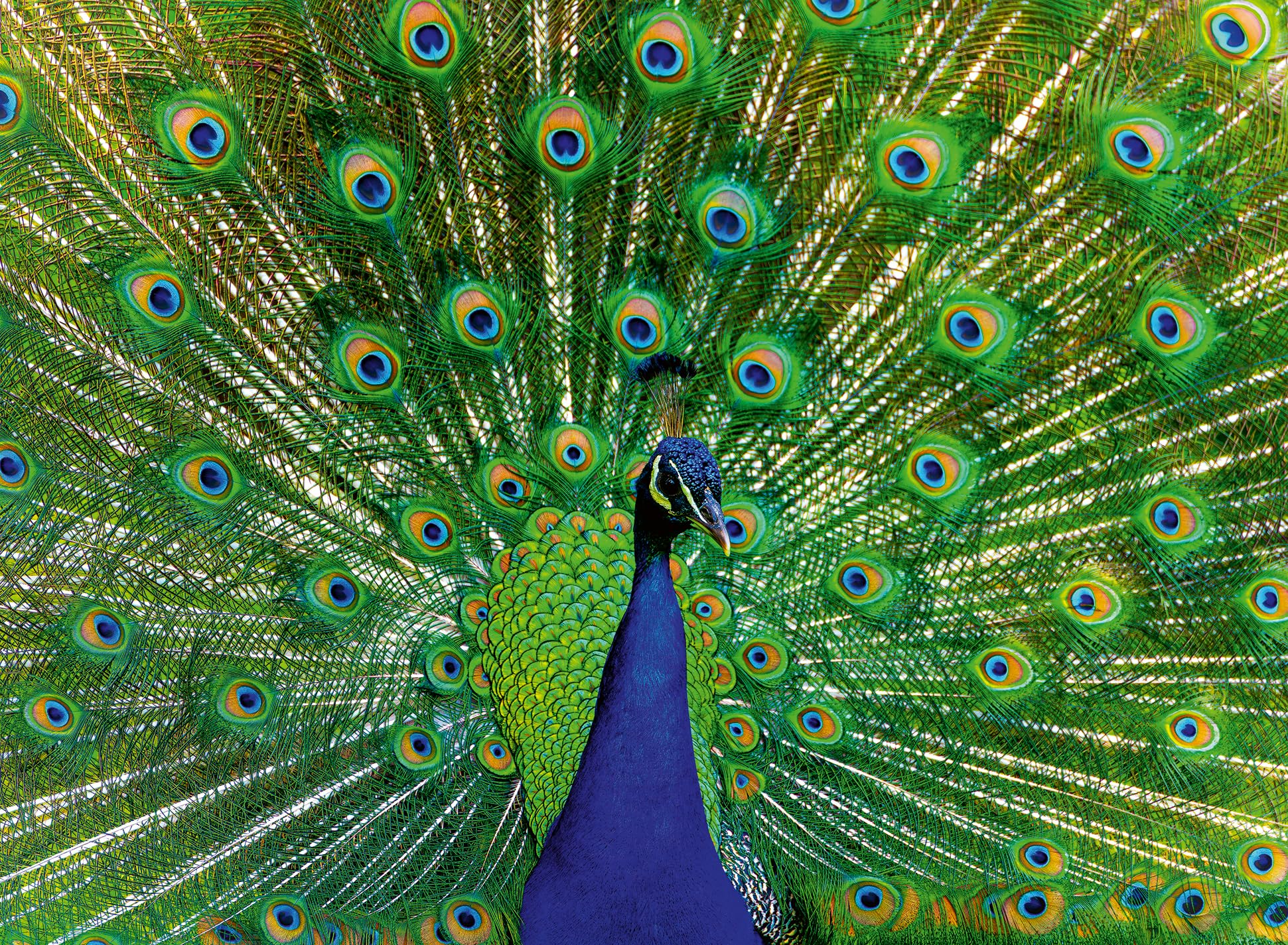 Ravensburger Peacock 500 Piece Jigsaw Puzzle for Adults Age 10 Years Up, Assorted Shades of Blue, Green and Gold, 500 Teile, 49 x 36 cm