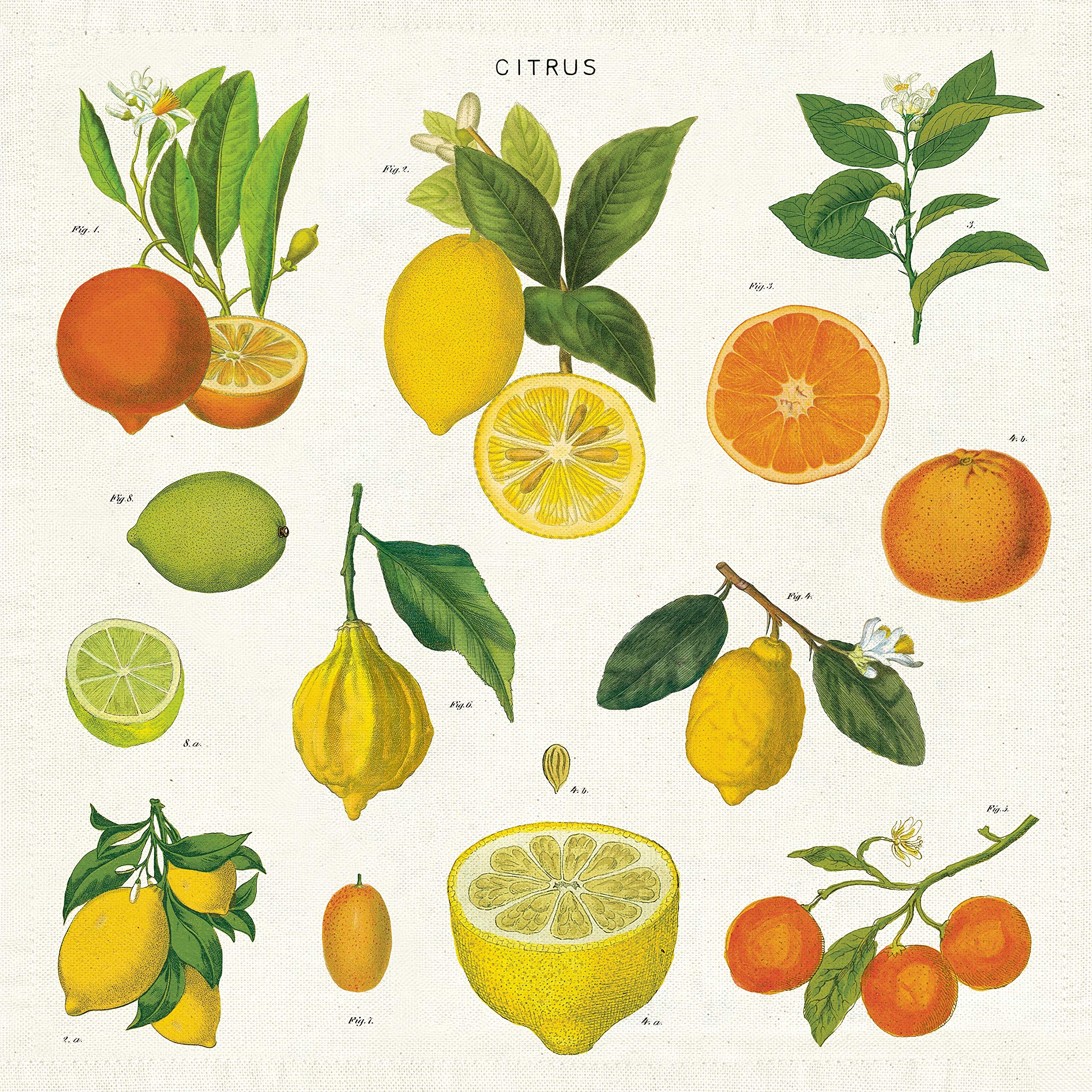 Cavallini Papers & Co. Citrus Cloth Napkin - Set of 4, Assorted