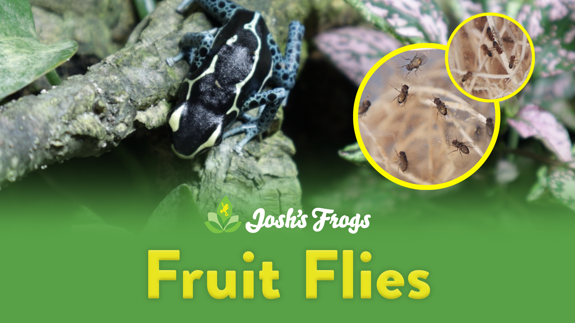 Amazon.com: Josh's Frogs Flightless Black Drosophila Hydei Fruit