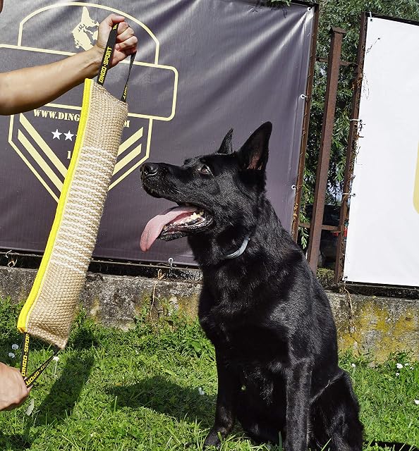 Foto 3 de 8 de Dingo - Jute para morder