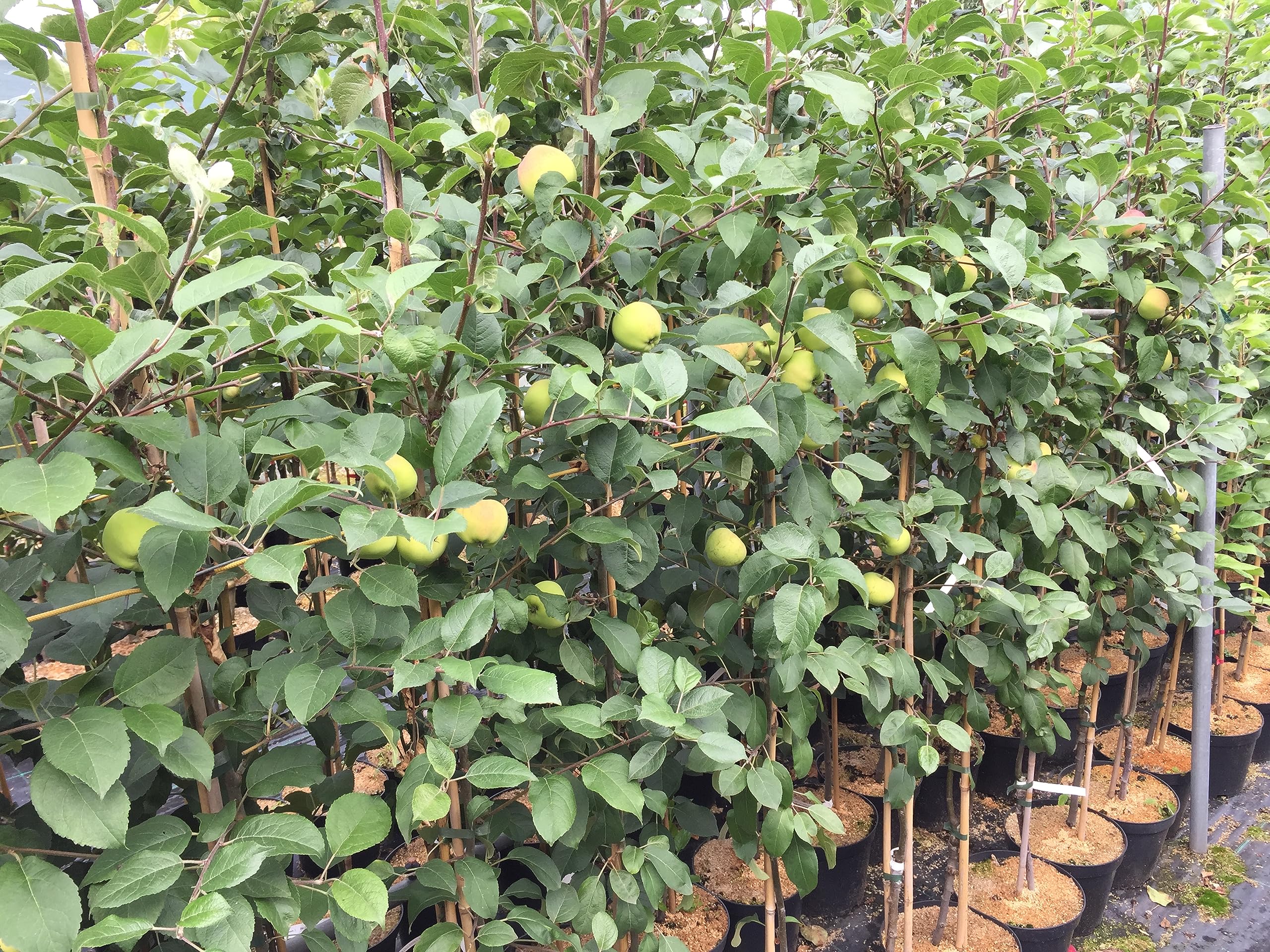 Apfelbaum Kitaika Medoк, Miniapfel Medok, Honigapfel