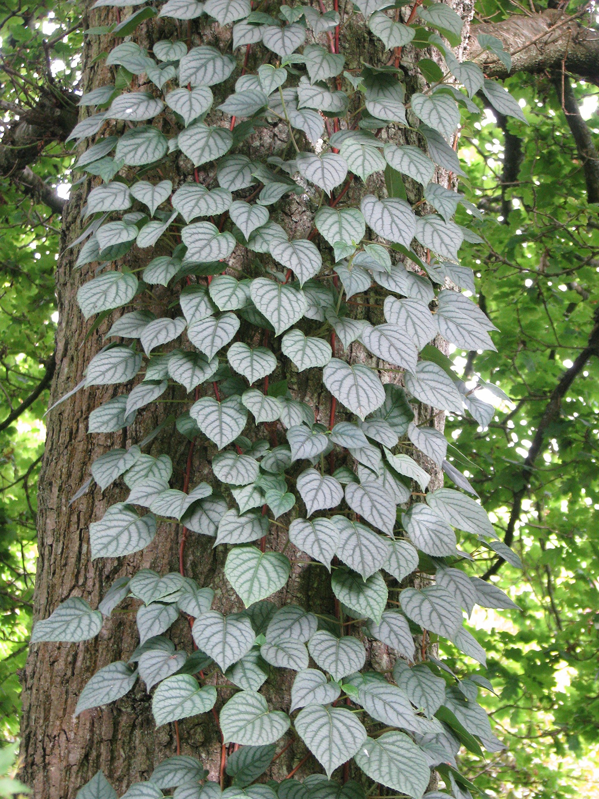 Climbing Silver Hydrangea Vine 'Moonlight'