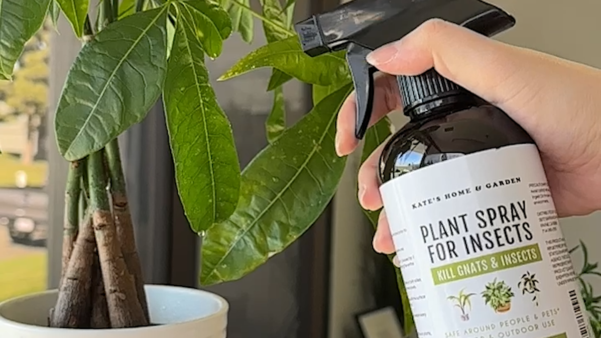 Amazon.com: Kate's Home & Garden Plant Spray for Insects & Getting Rid of  Gnats with 12 Sticky Traps. Fungus Gnat Killer & Bug Spray for Indoor Plants  (16oz, Peppermint, Pet Safe, Non