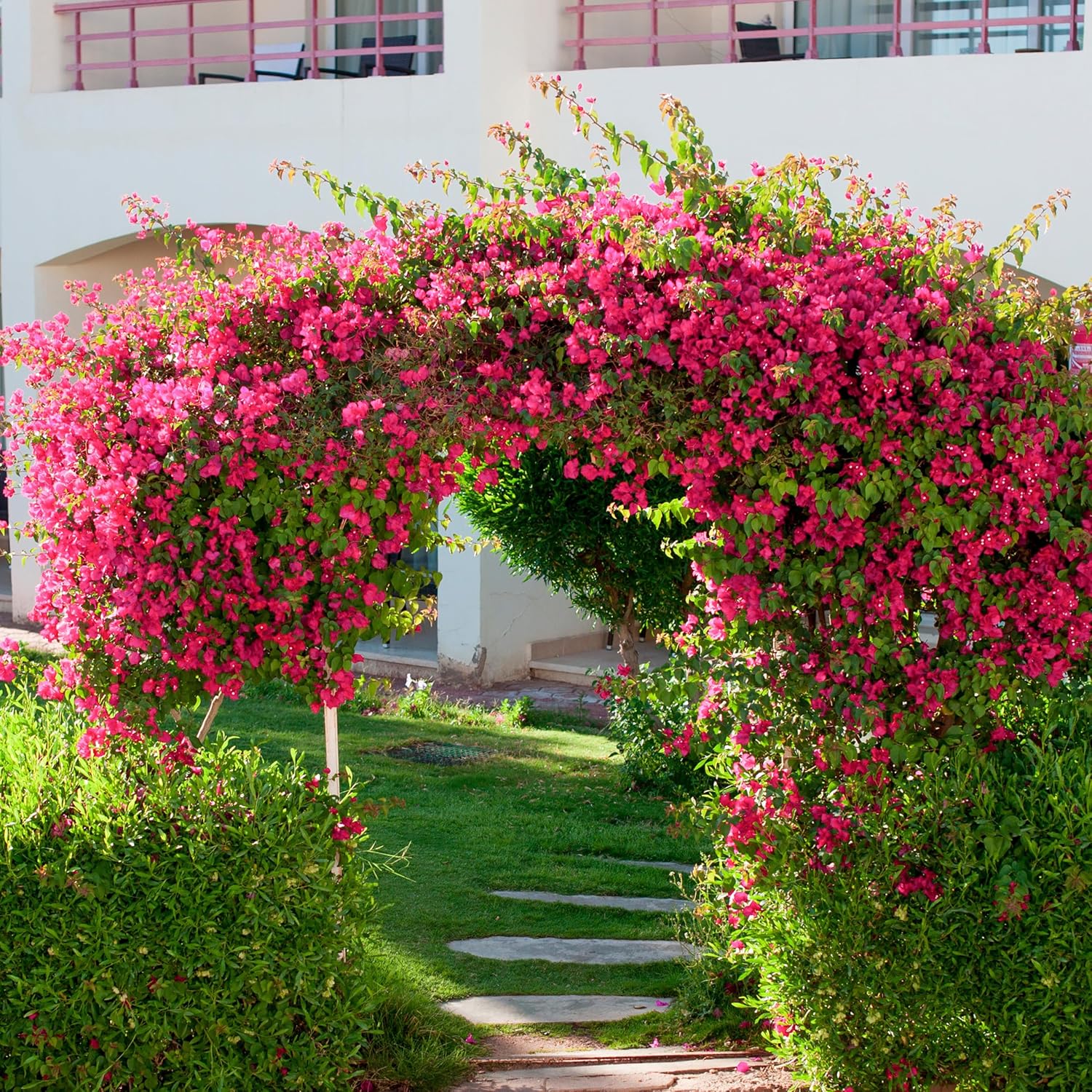 10PCS Bougainvillea Artificial Flowers 30" Silk Fake Bougainvillea Branches Faux Flowers Vines for Home，Garden，Wedding，Party，Indoor and Outdoor，Floral Arrangement and DIY Decor（Rose Red） - Image 6