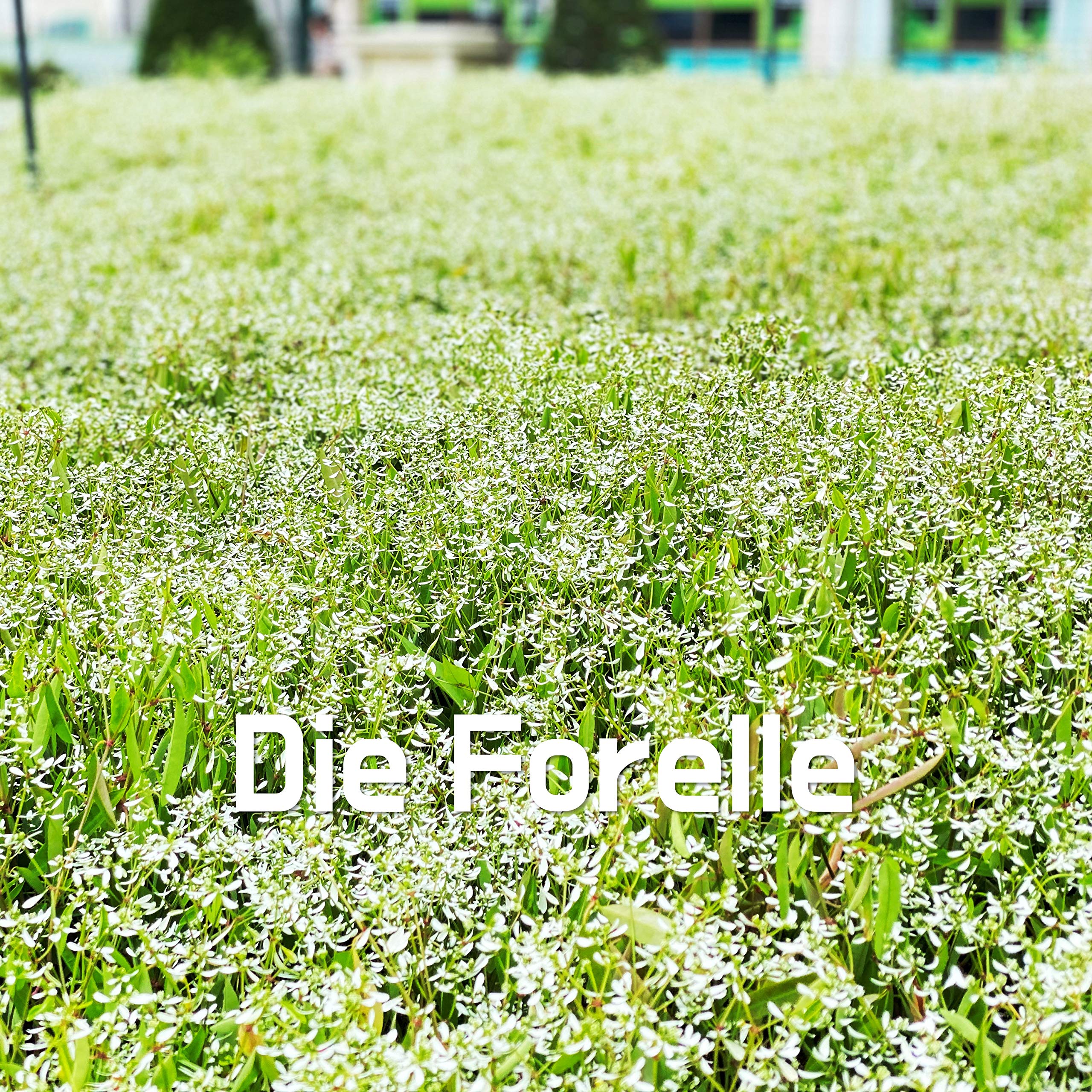 Die Forelle