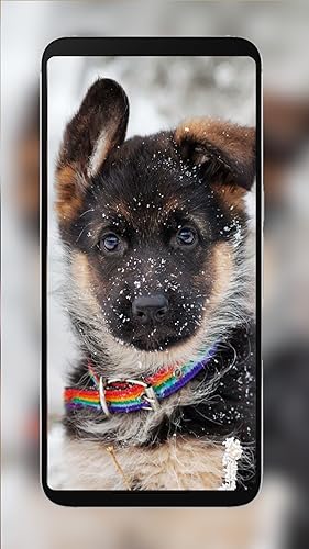 4K puppy wallpapers