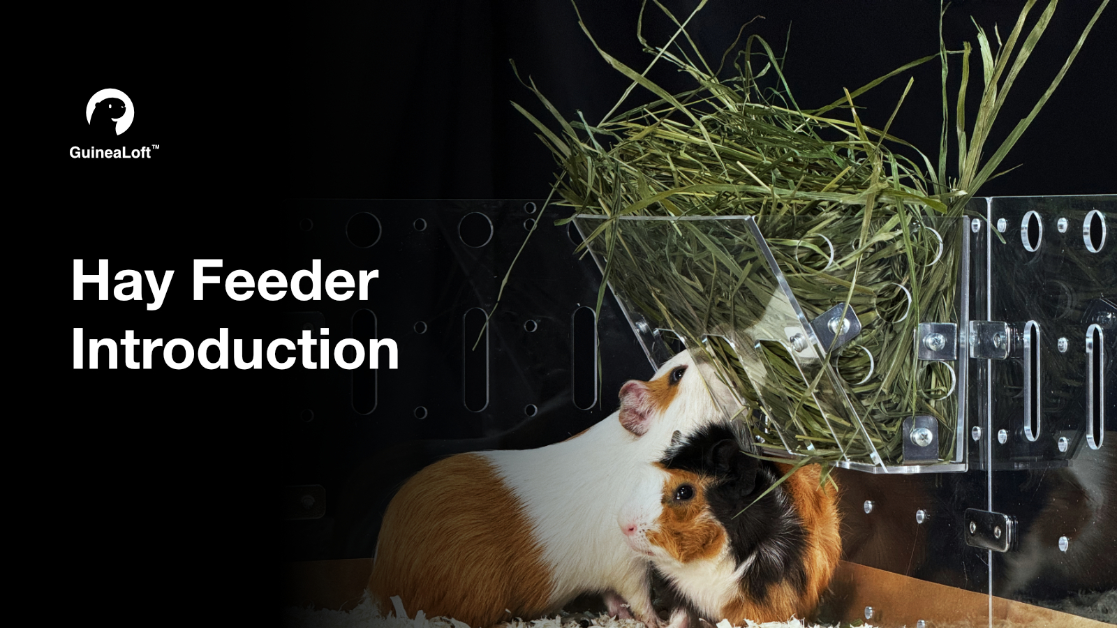 GuineaLoft™ Hay Feeder - The Ultimate Hay Feeder for Small Pets Like Guinea Pigs, Rabbits and Chinchillas. Designed & Made by Seasoned Owners Who Tried Everything Out There - Guinea Loft Exclusive - image 7