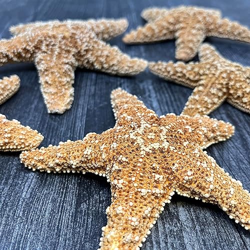 Miniatura 3 de Estrella de mar de azúcar, estrella de mar grande de 4 a 6 pulgadas, estrella de mar, decoración de estrella de mar, decoración de acuario,