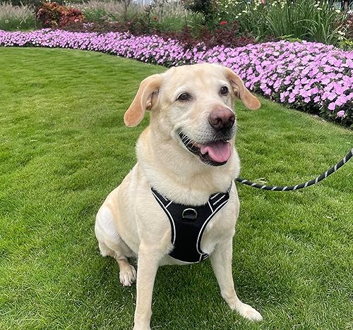 Miniatura 7 de LeonardCreek Arnés para perros grandes para caminar al aire libre, chaleco para mascotas, accesorio de correa, fácil control con asa, suave, evita