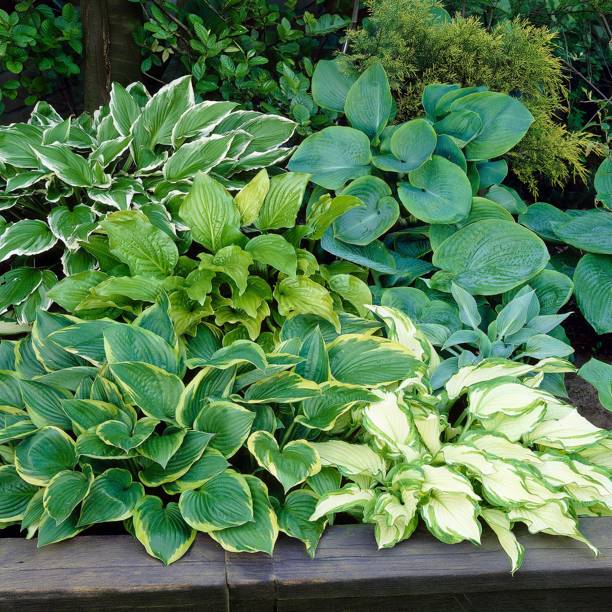 Hosta Variety Mix - Live Hardy Outdooor Garden Plant in 9cm Pots (5 Plants)