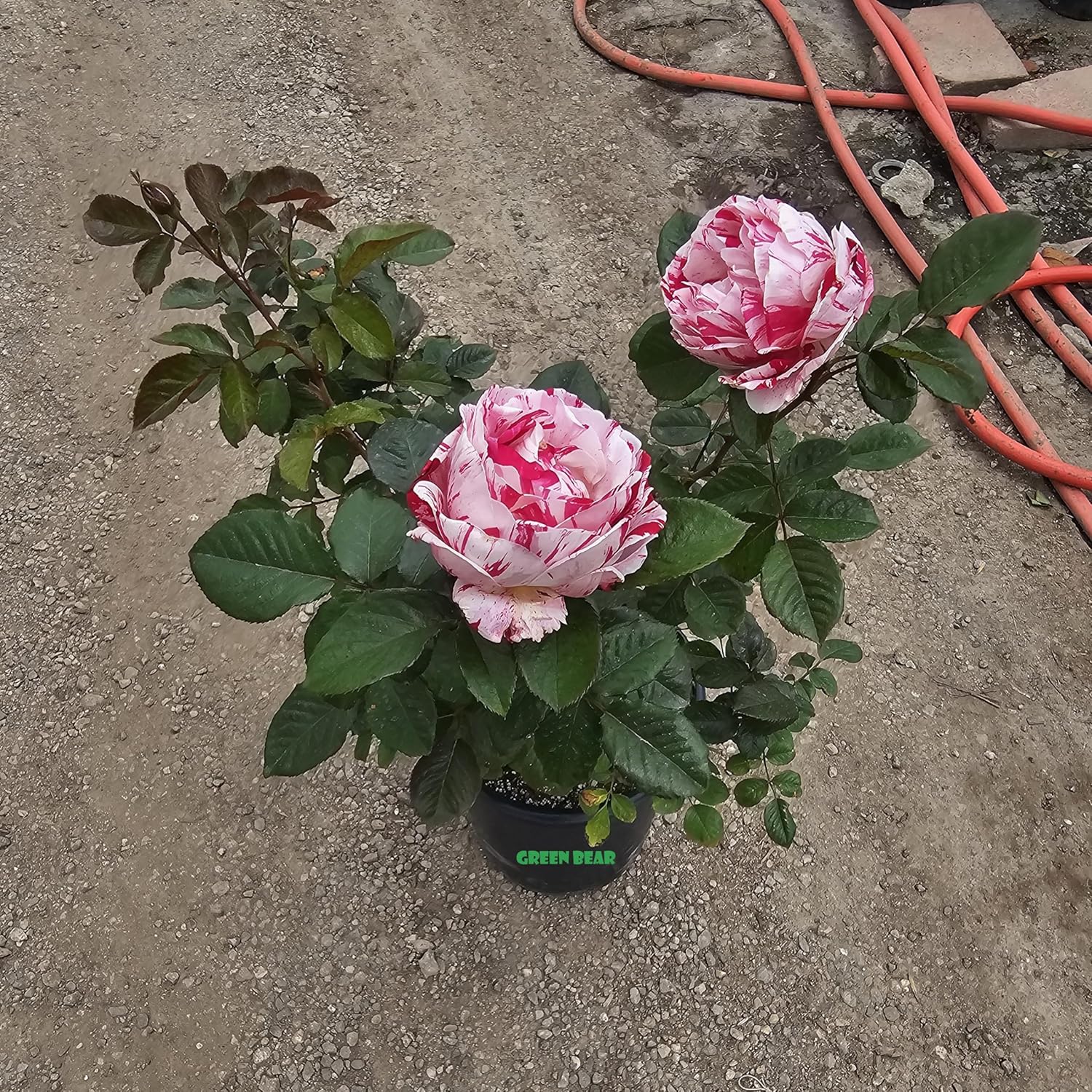 Rose Bush, Live Plant for Planting Outdoors (Francis Meilland® Hybrid Tea Rose/Light Pink, 1 Gallon)